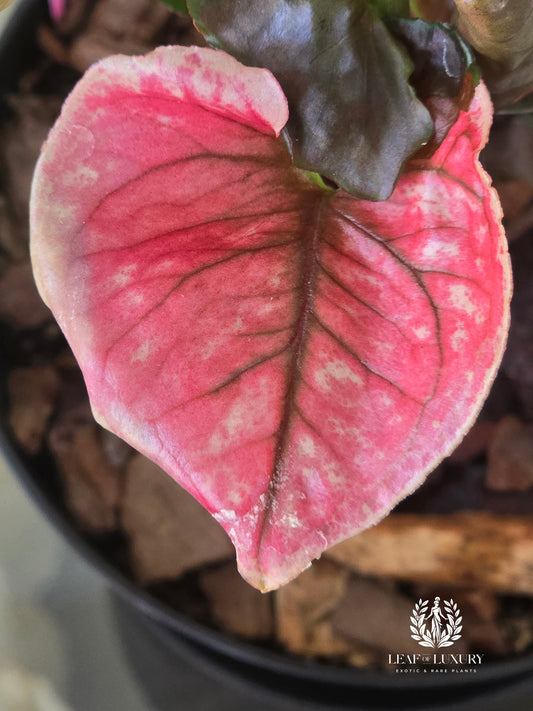 Syngonium Strawberry Ice Galaxy