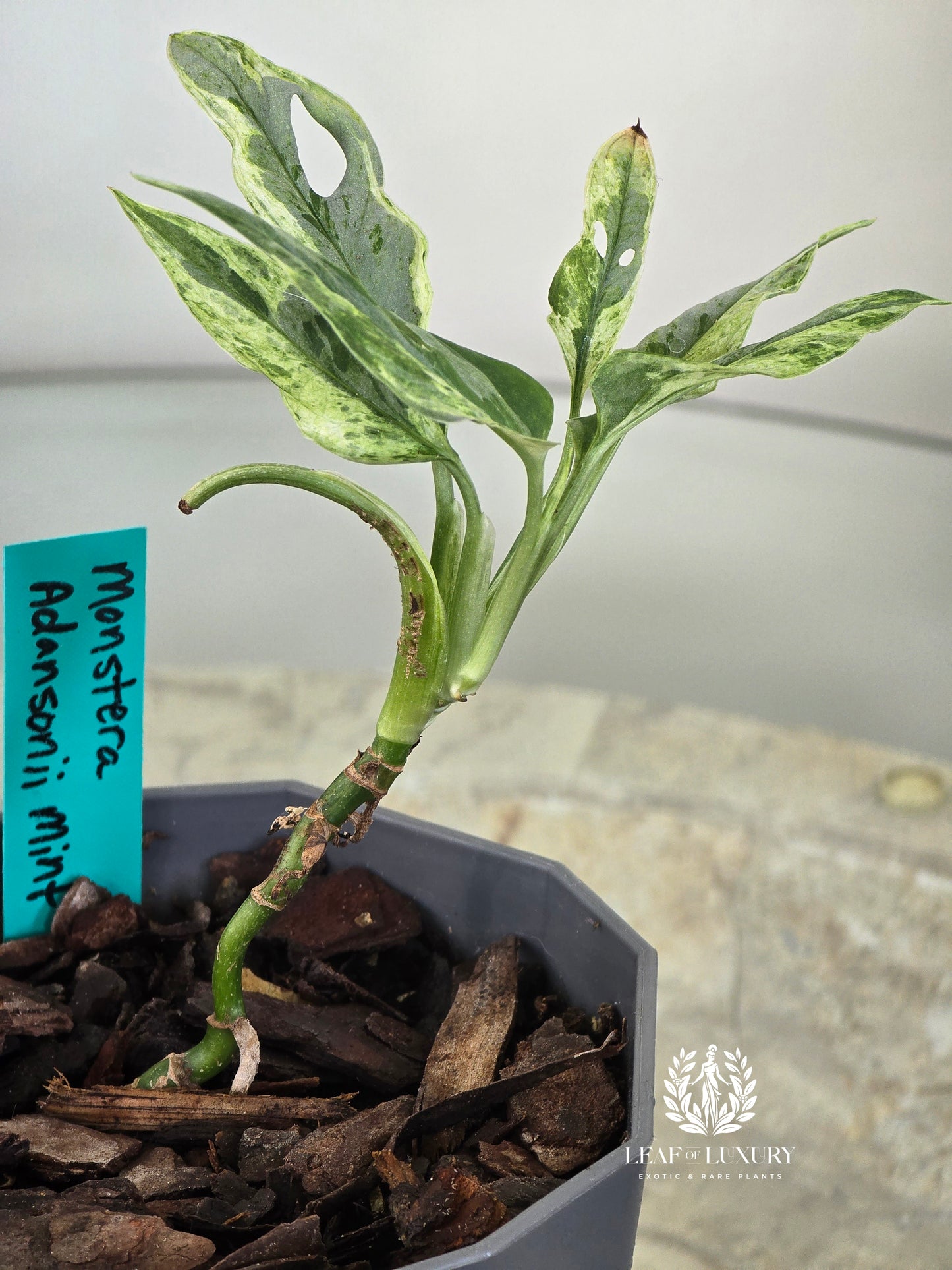 Monstera Adansonnii Mint