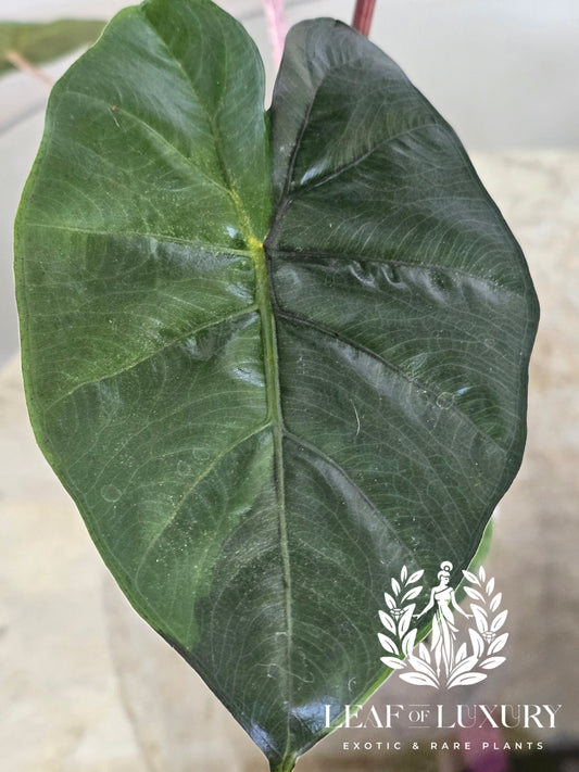 Alocasia Yucatan Princess Variegated