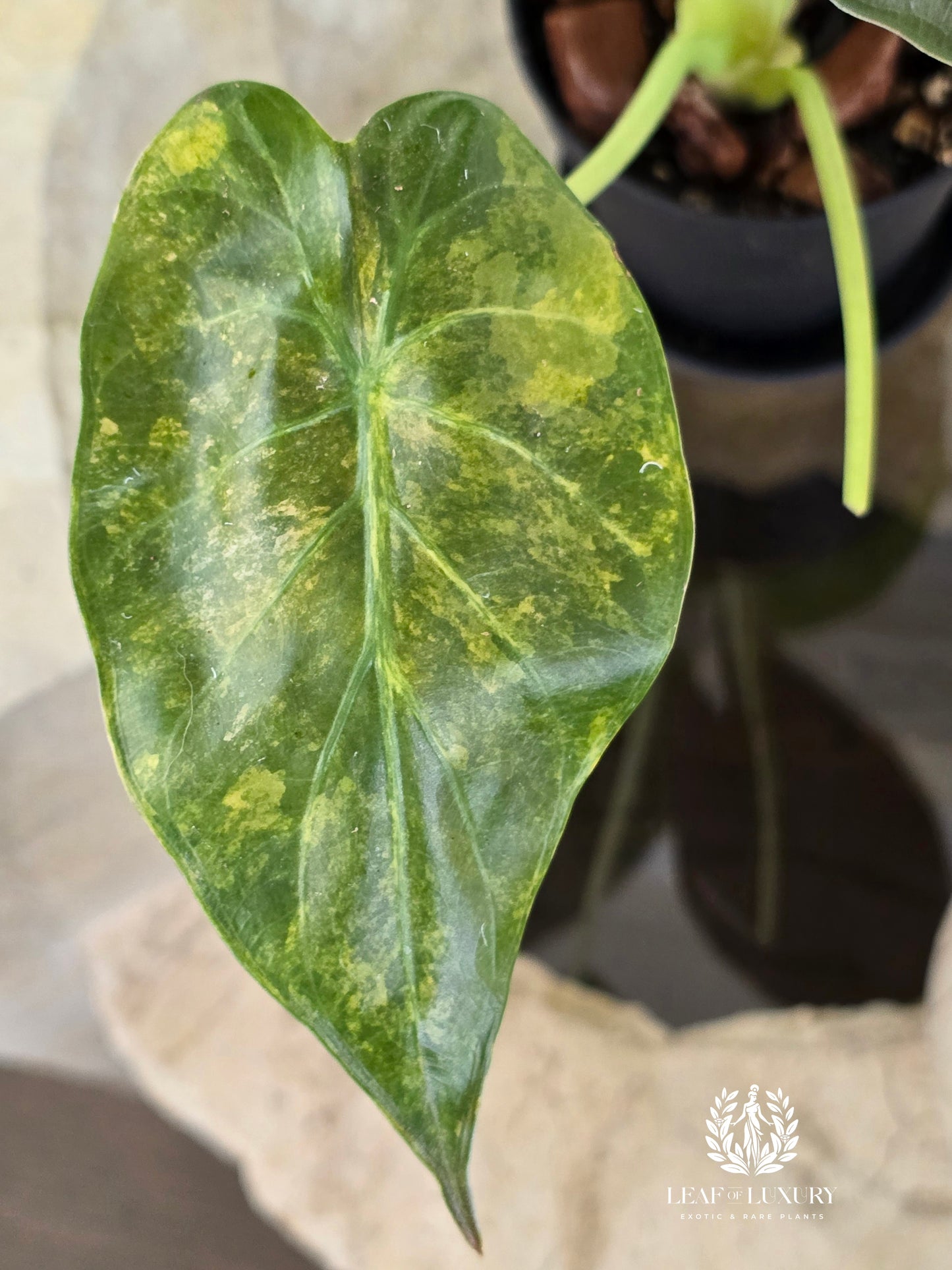 Alocasia Wentii Variegated