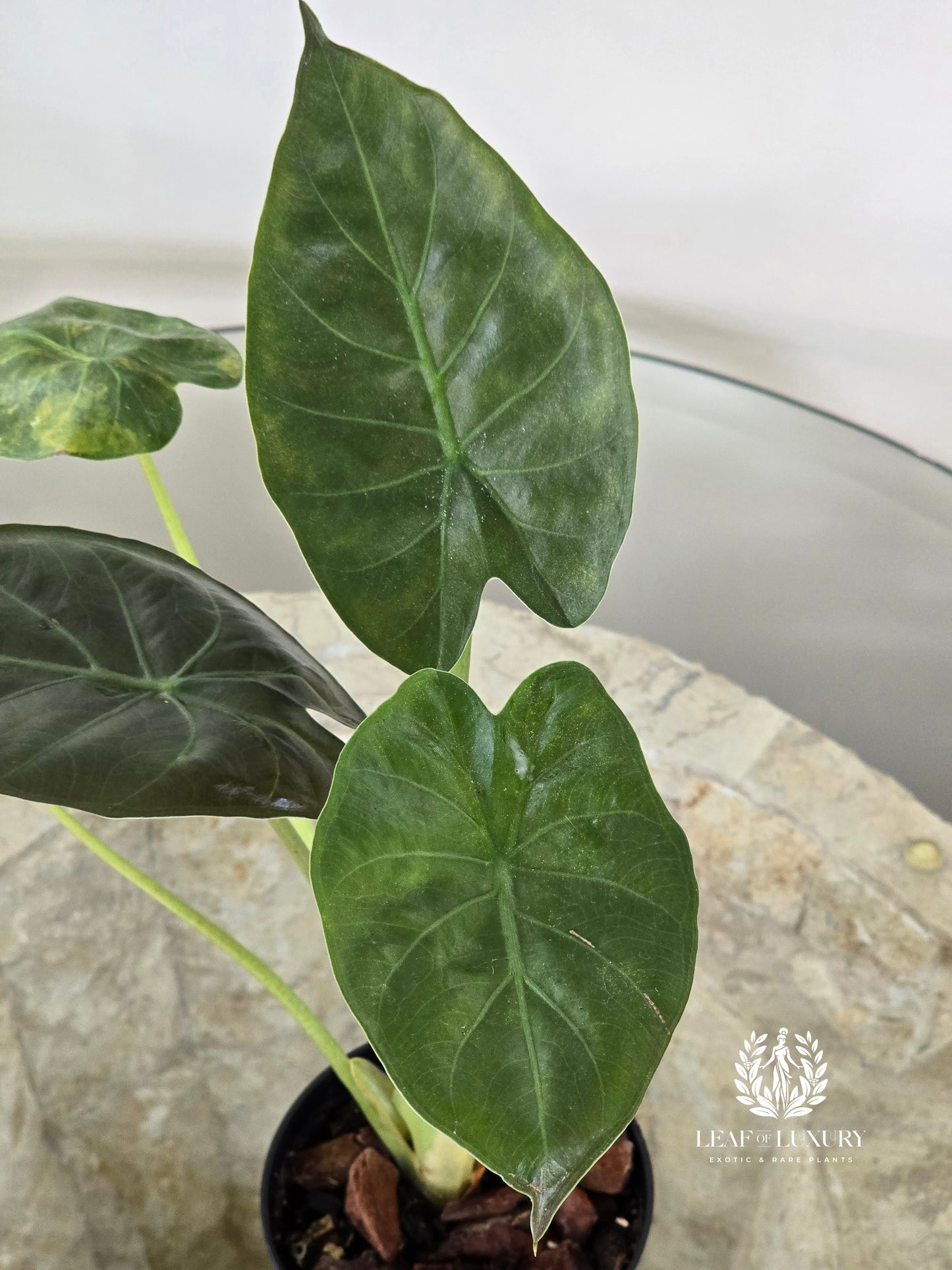 Alocasia Wentii Variegated