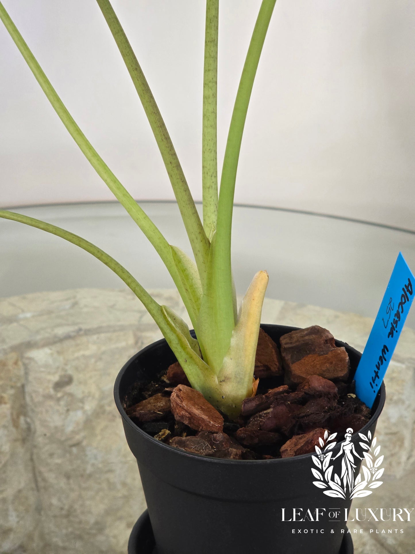 Alocasia Wentii Variegated