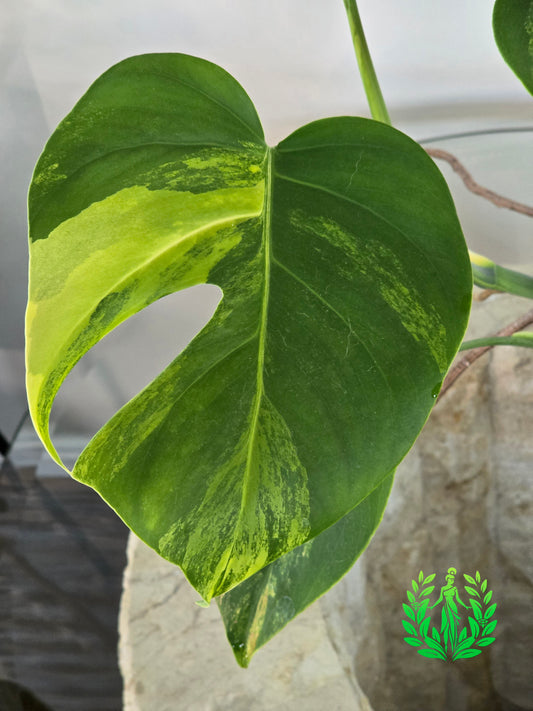 Monstera Aurea Variegated