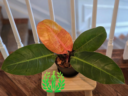 Philodendron Prince of Orange Variegated