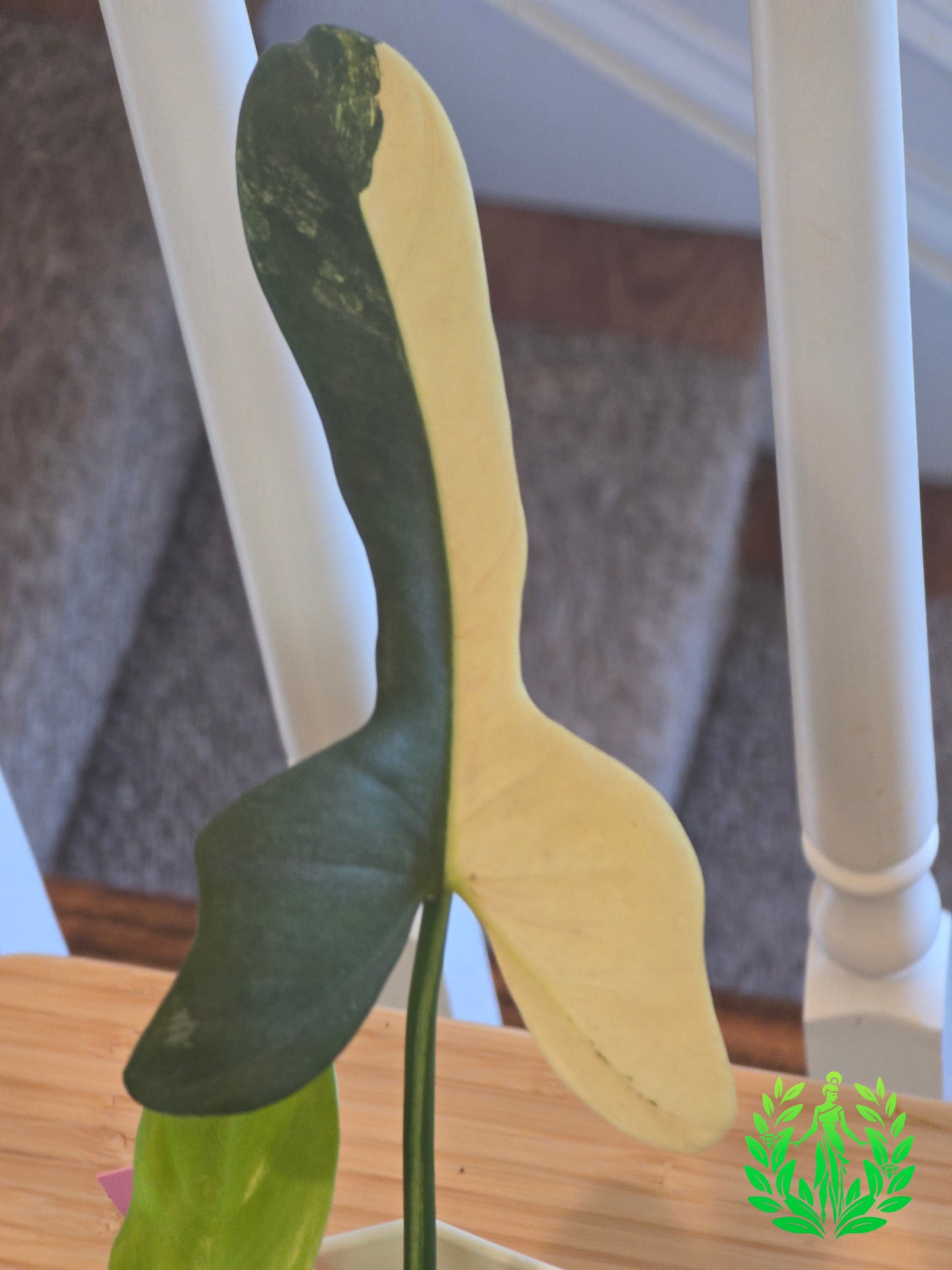 Philodendron Bipennifolium Violin Variegated (Rare Import)