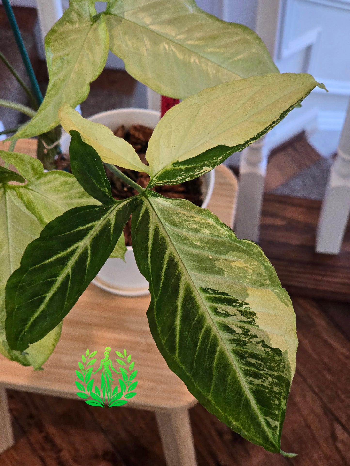 Syngonium Angustatum Variegated (Large Plant)