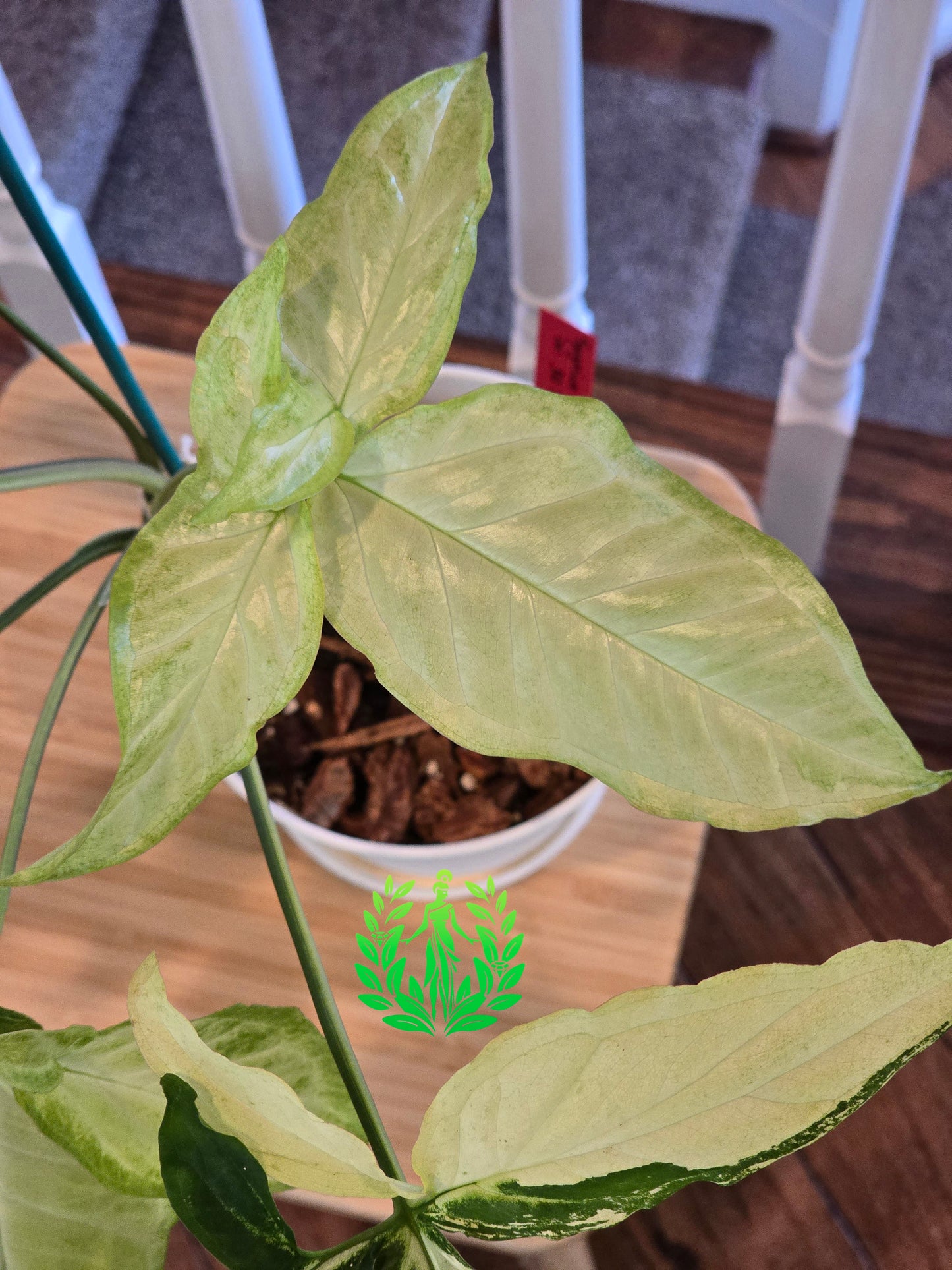 Syngonium Angustatum Variegated (Large Plant)