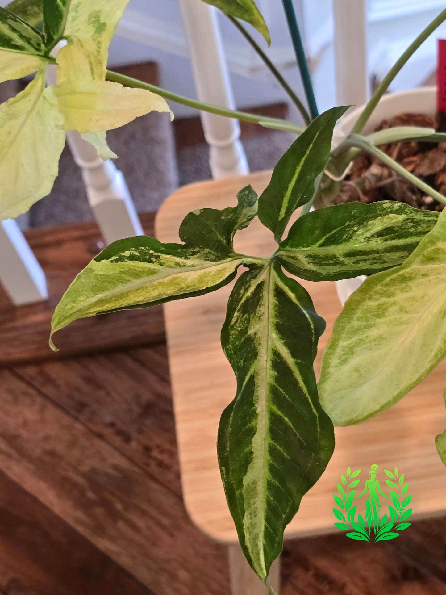 Syngonium Angustatum Variegated (Large Plant)