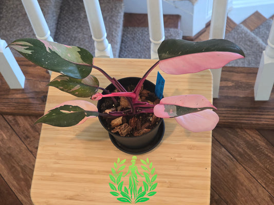 Philodendron Pink Princess (So Pretty)