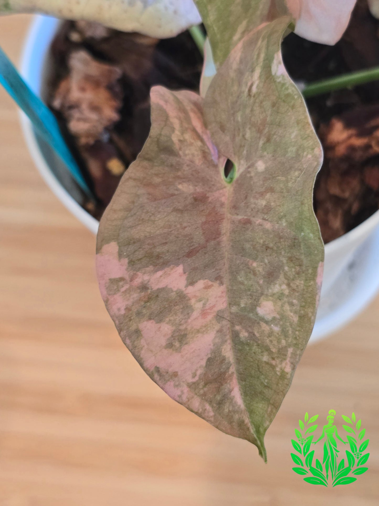 Syngonium Pink Spot Double Variegated