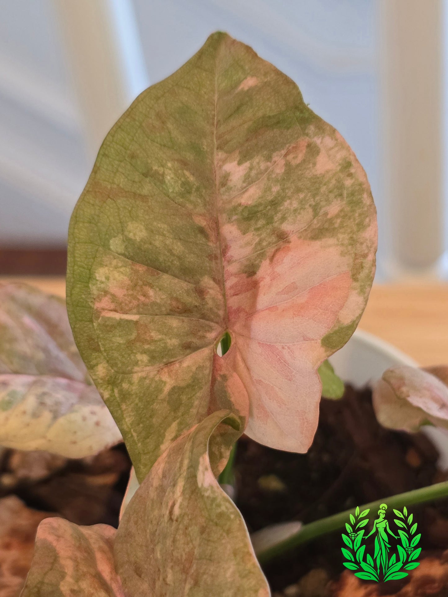 Syngonium Pink Spot Double Variegated