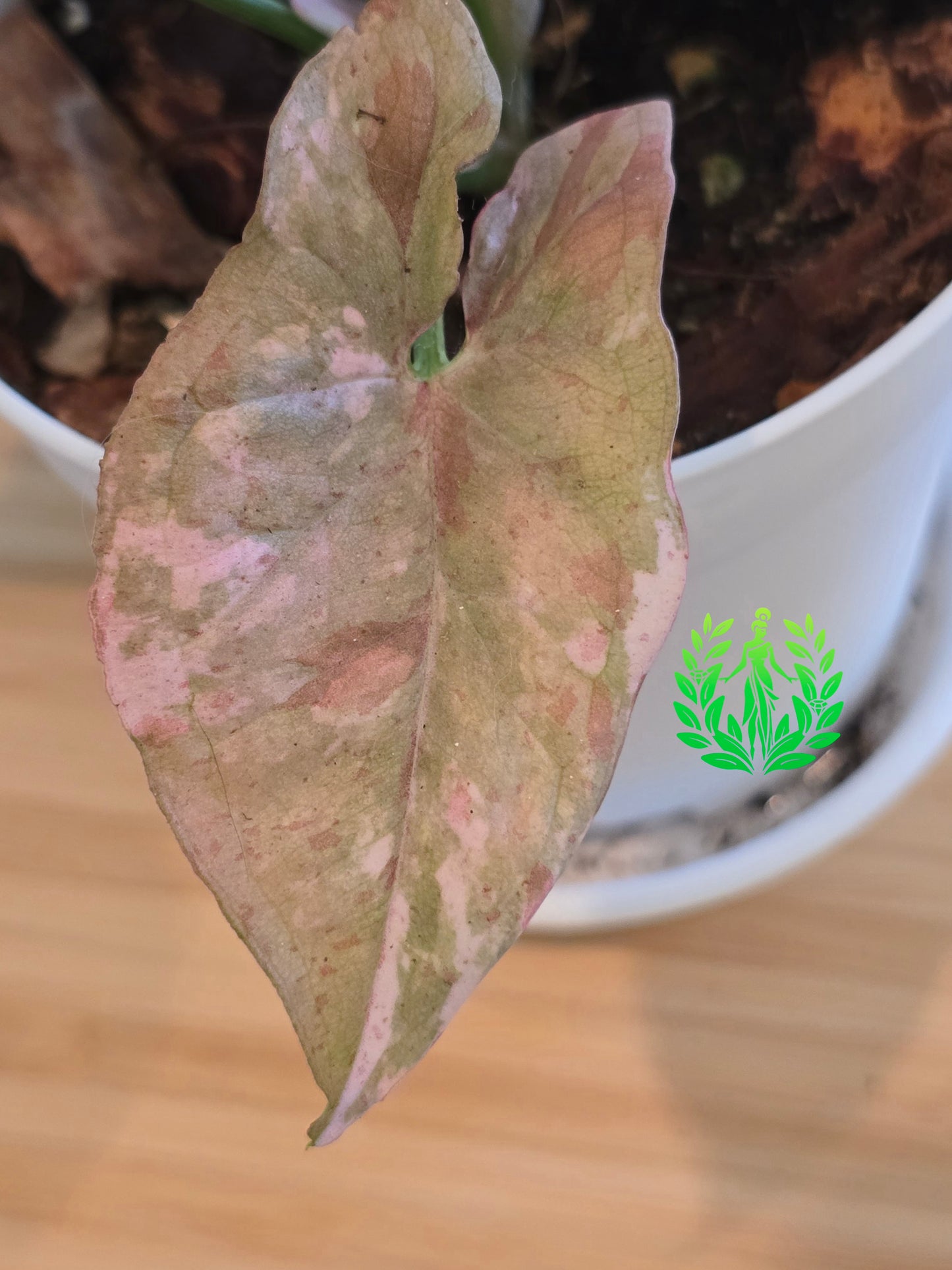 Syngonium Pink Spot Double Variegated