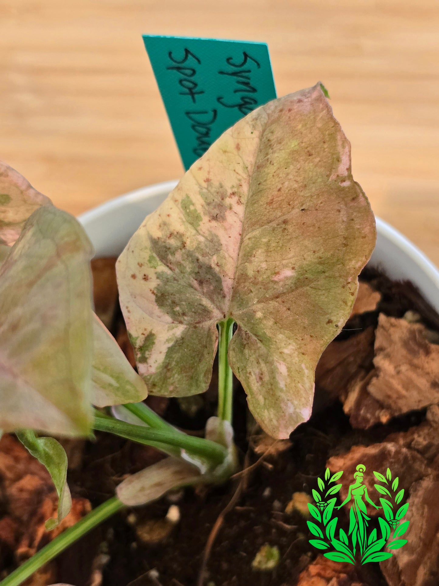 Syngonium Pink Spot Double Variegated