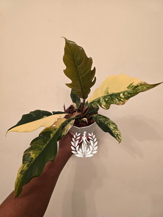 Philodendron Caramel Marble Variegated (Thailand Import)