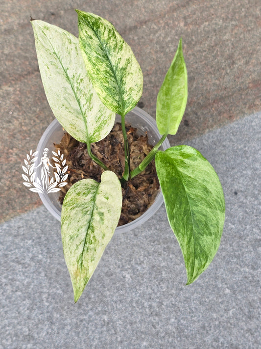 Monstera Laniata Mint Variegated