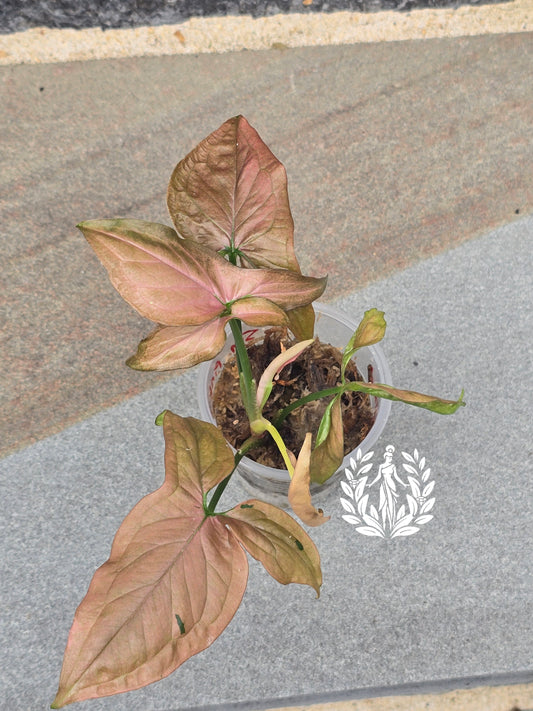 Syngonium Pink Emerald