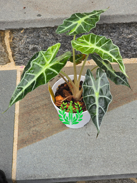 Alocasia Amazonica Variegagted