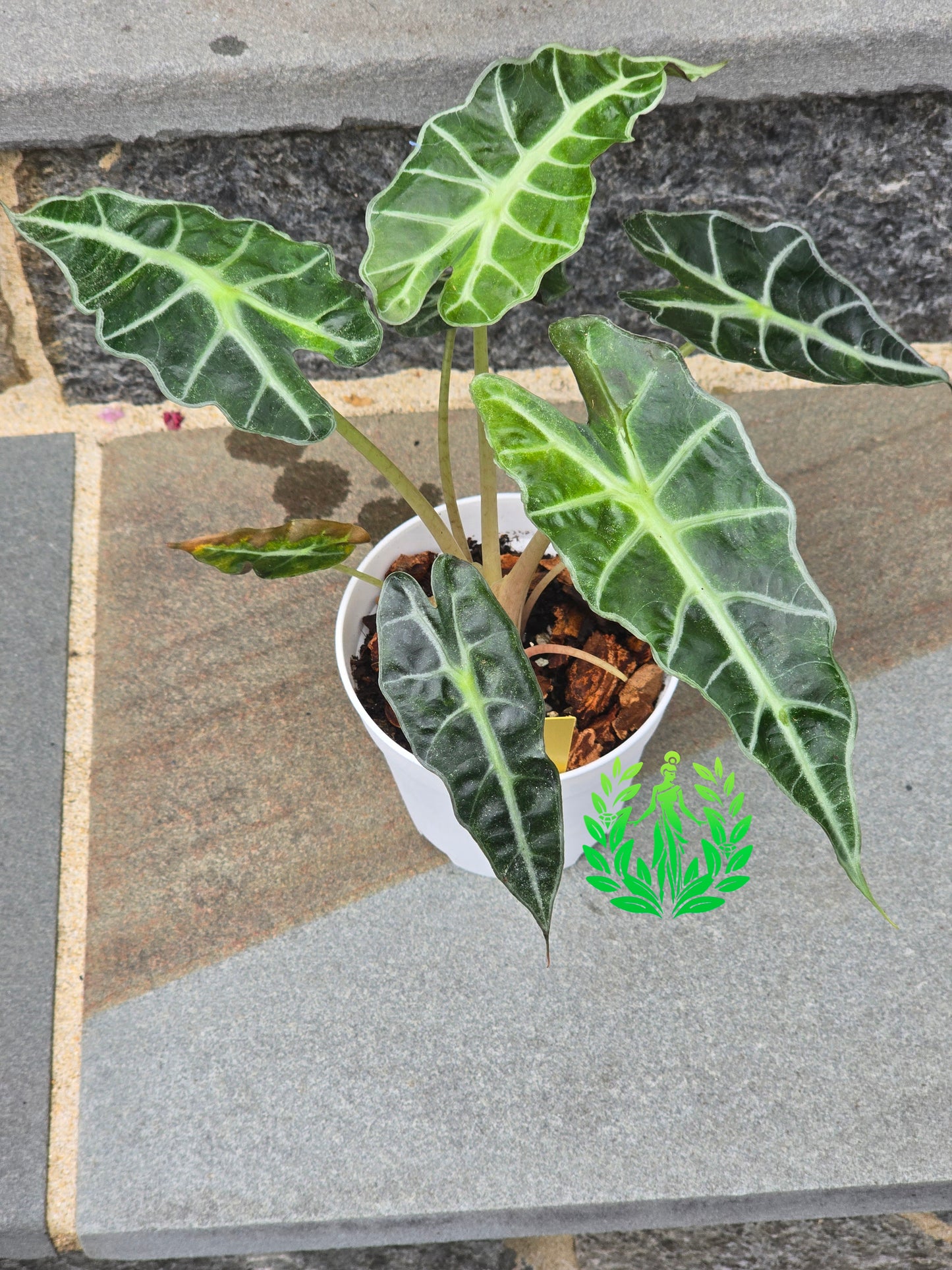 Alocasia Amazonica Variegagted