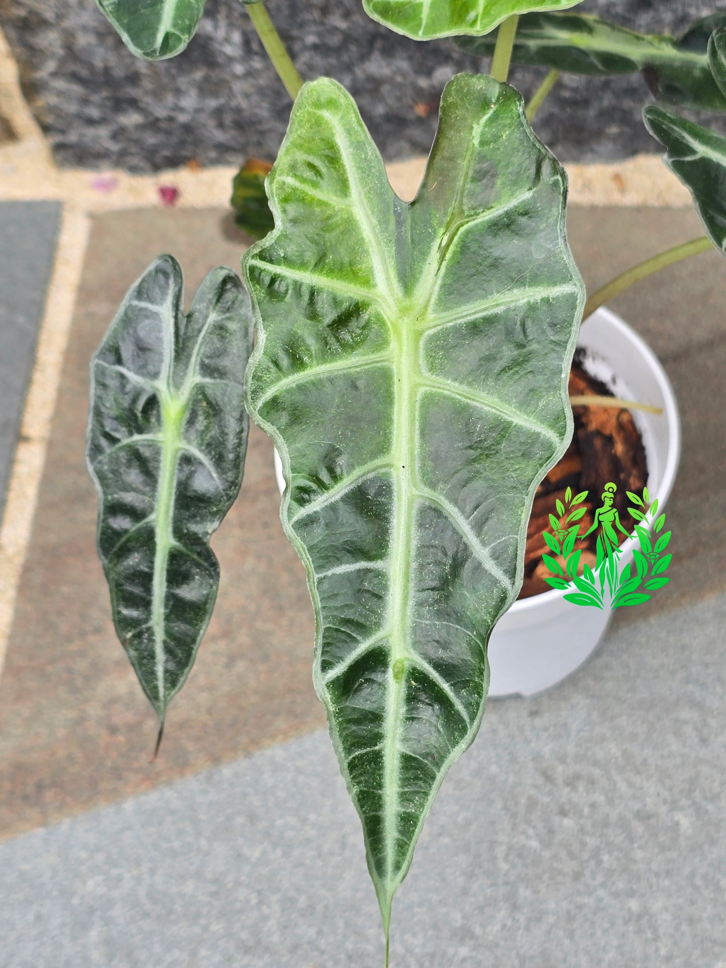 Alocasia Amazonica Variegagted