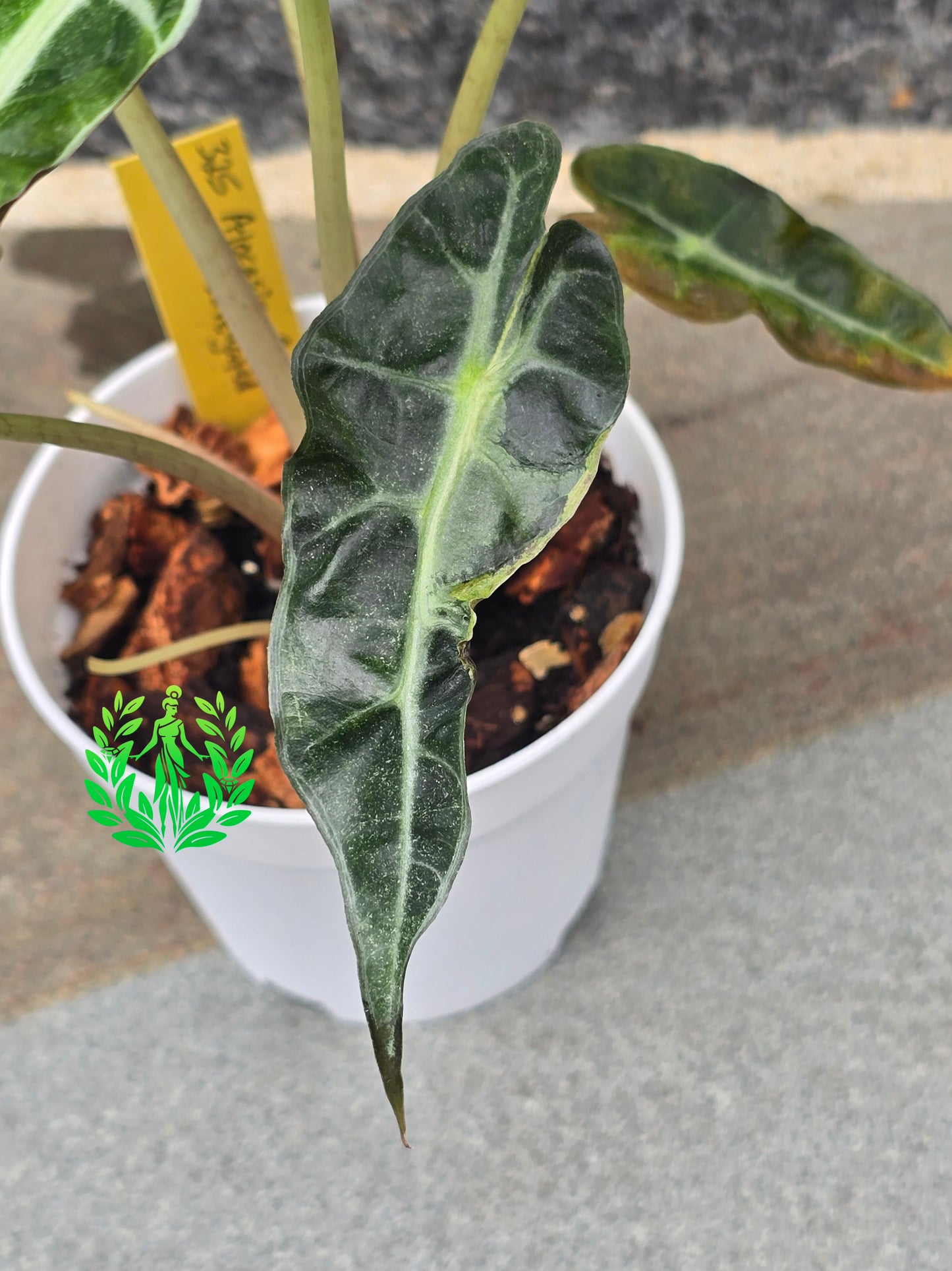 Alocasia Amazonica Variegagted