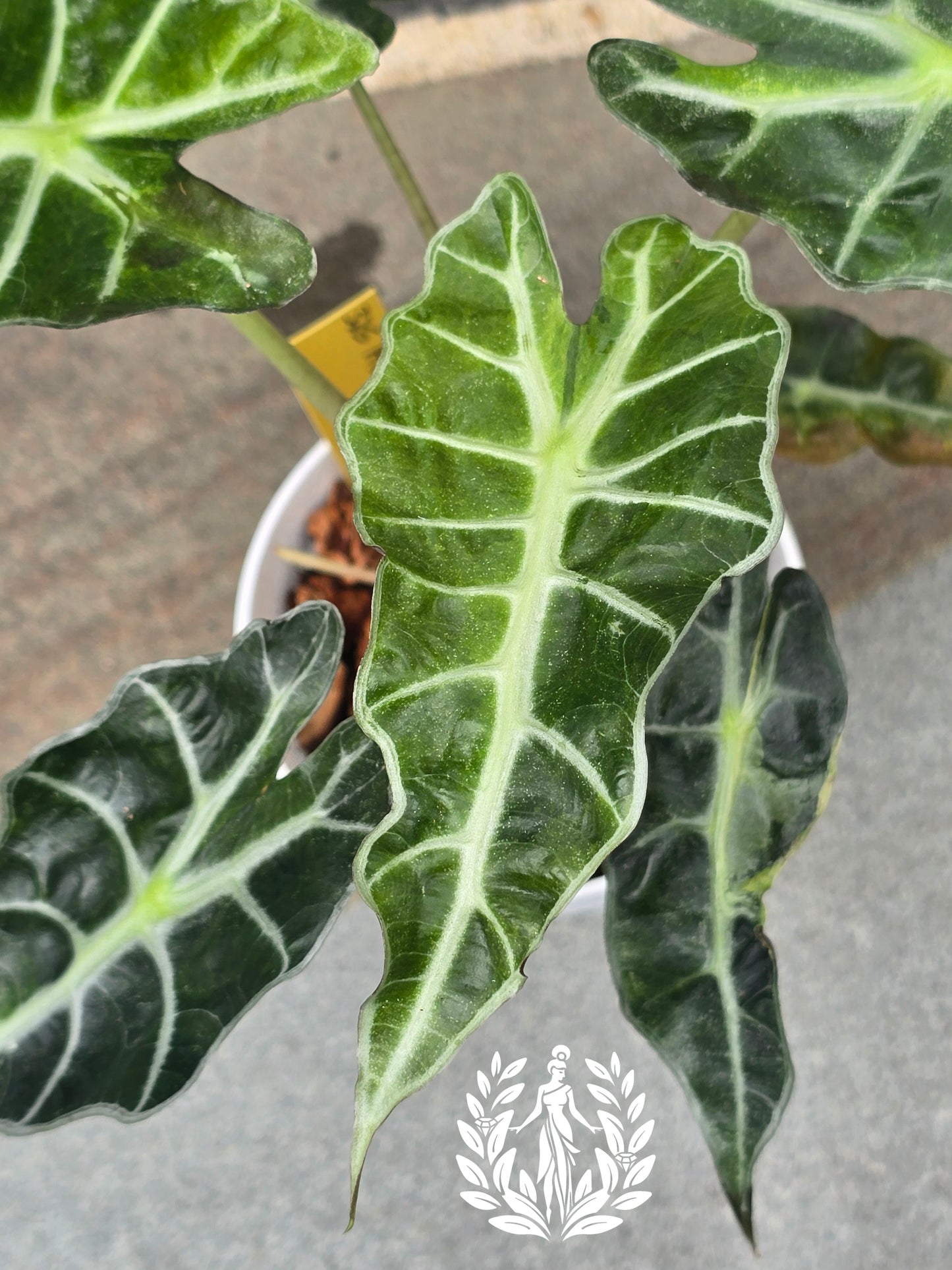 Alocasia Amazonica Variegagted