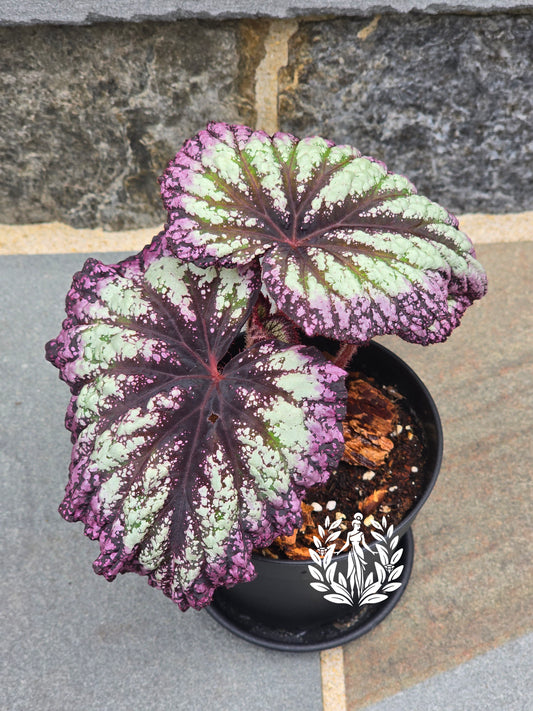 Begonia Rex Harmony Starry Night