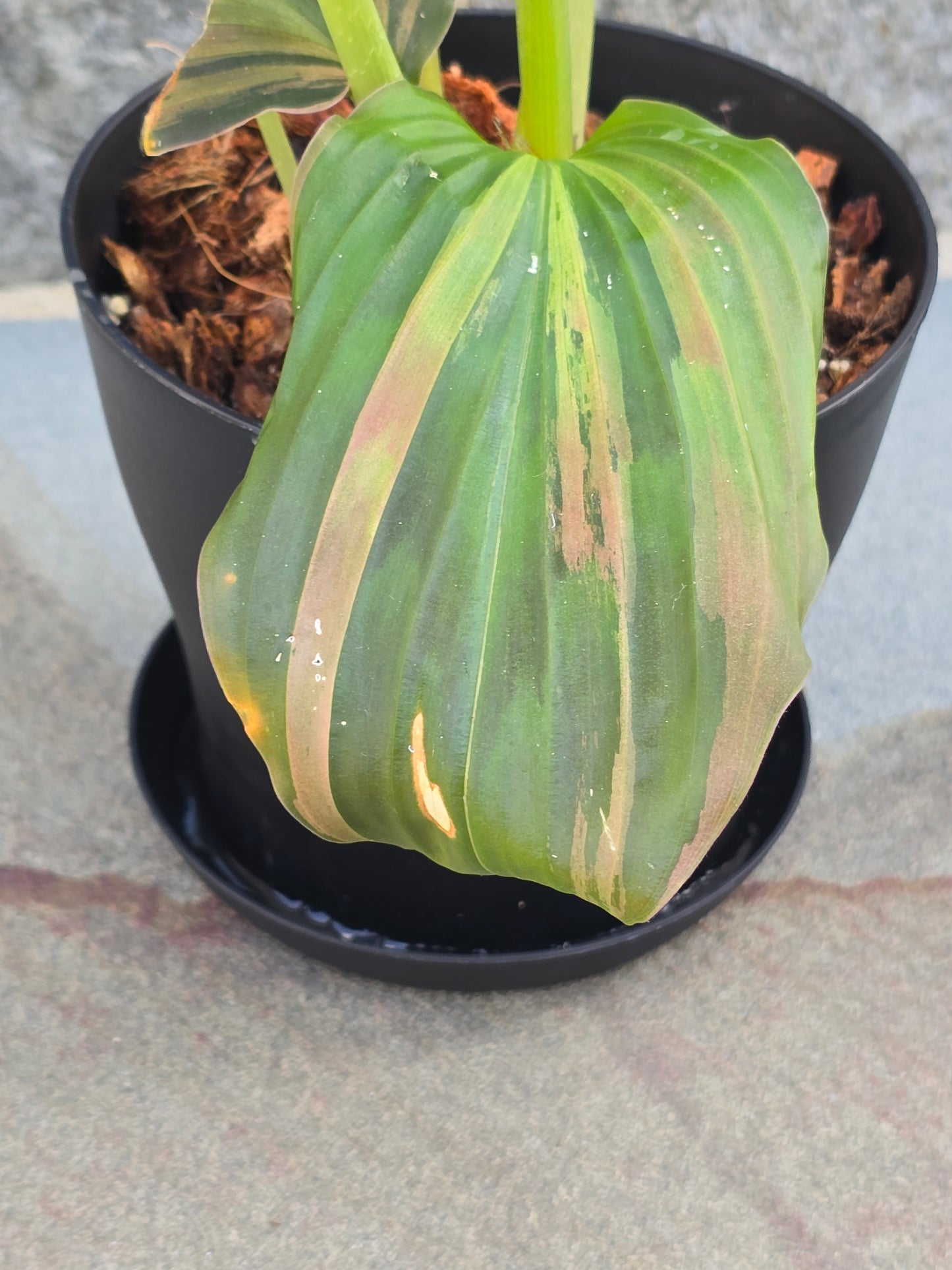 Kaempferia Variegated