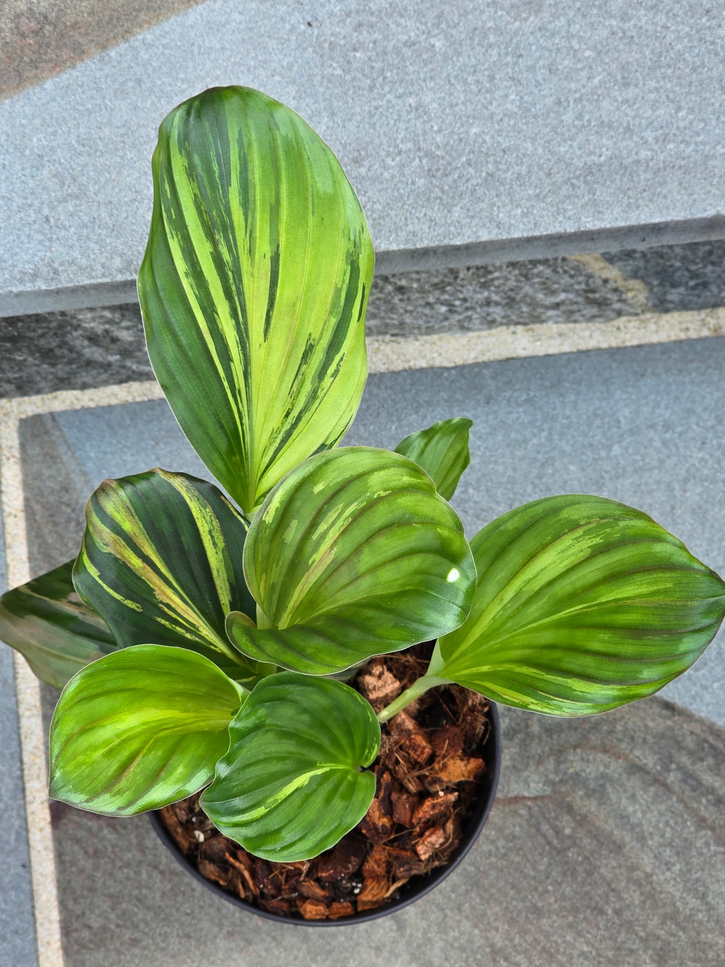 Kaempferia Variegated