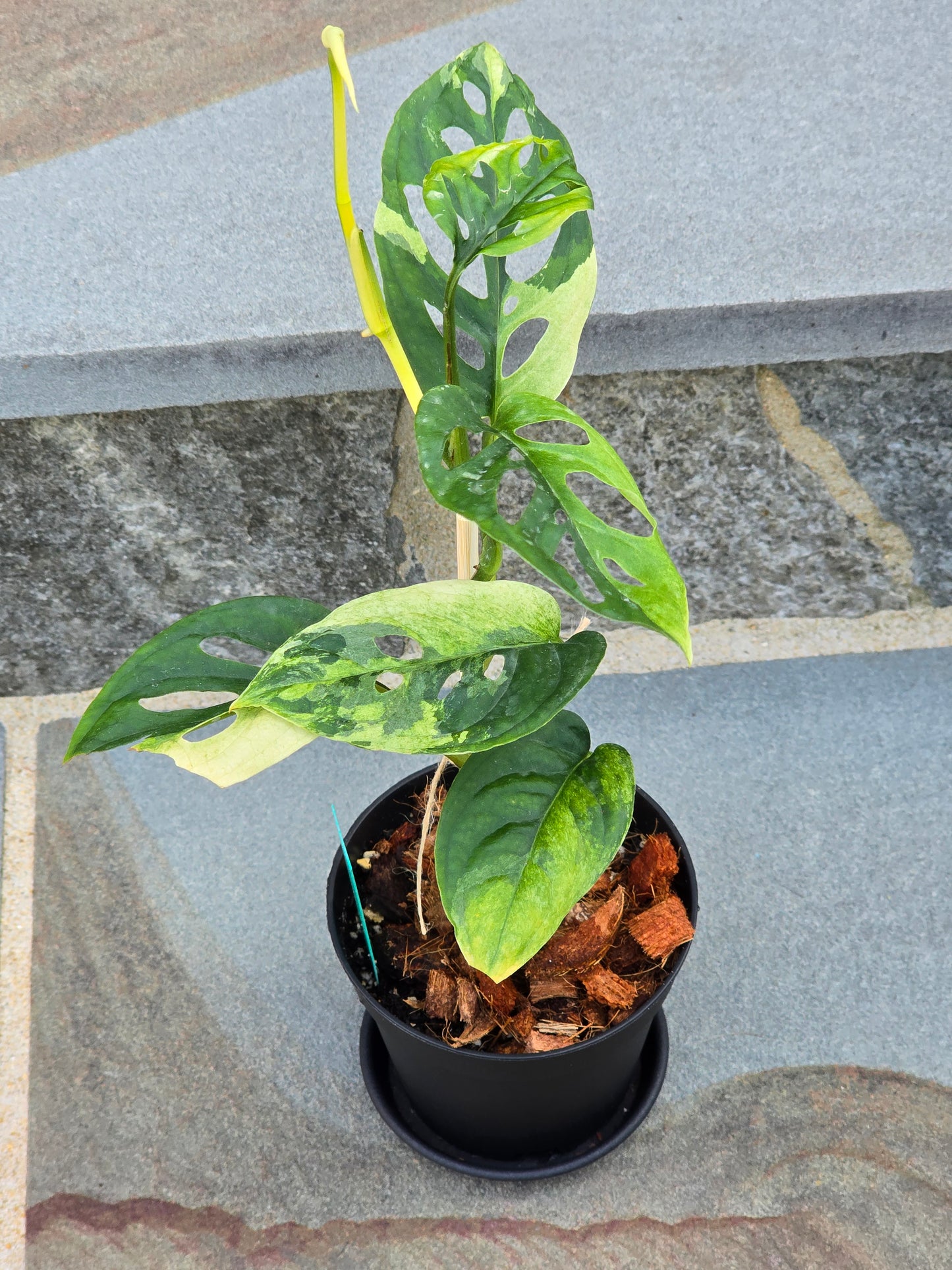 Monstera Acuminata Variegated