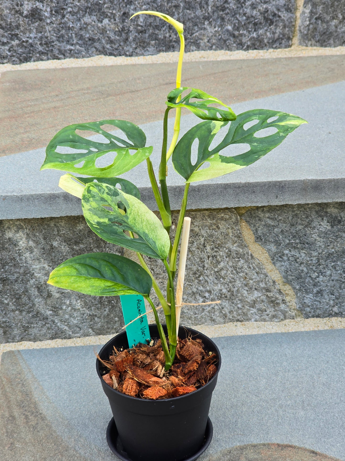 Monstera Acuminata Variegated