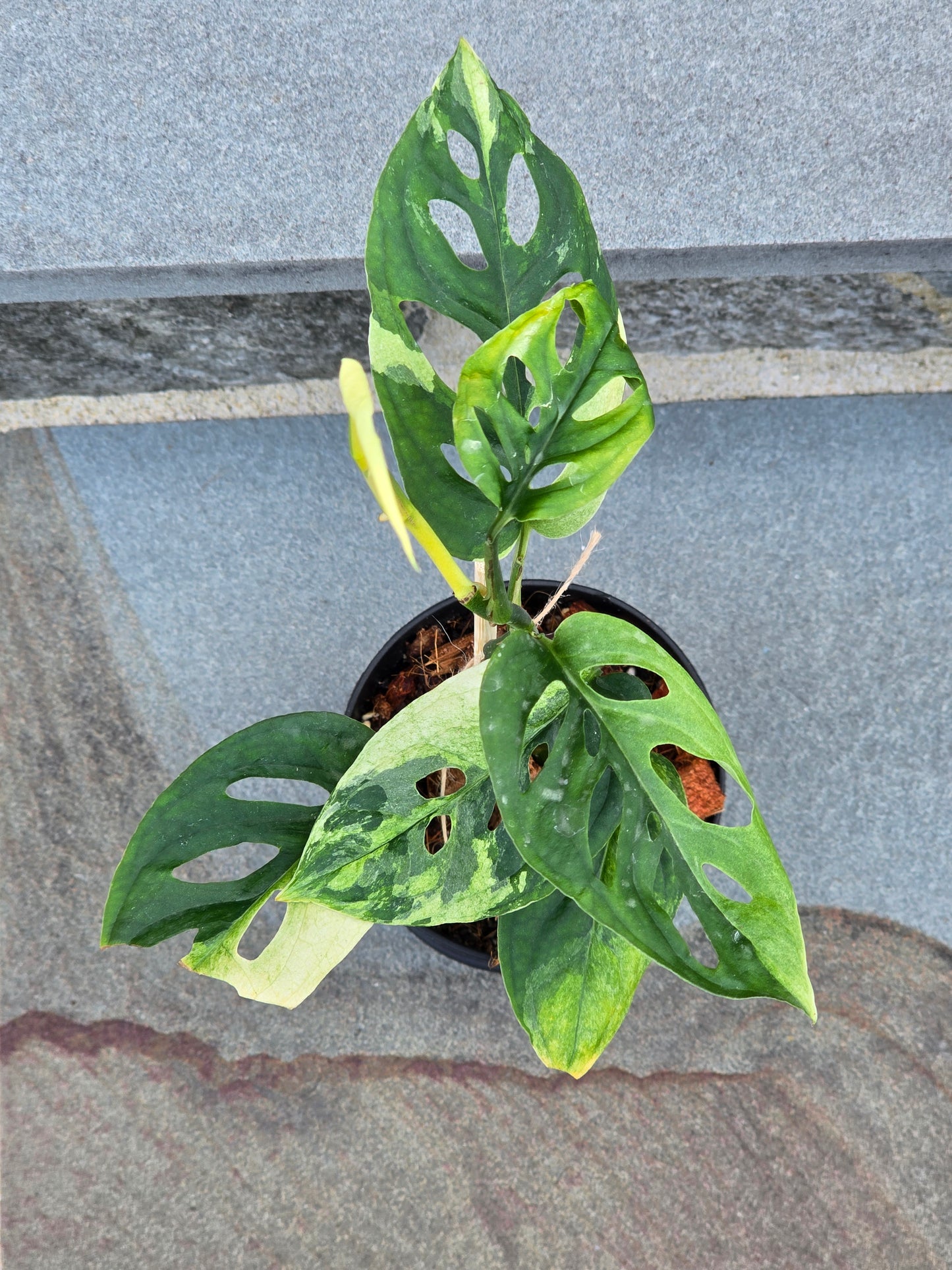 Monstera Acuminata Variegated