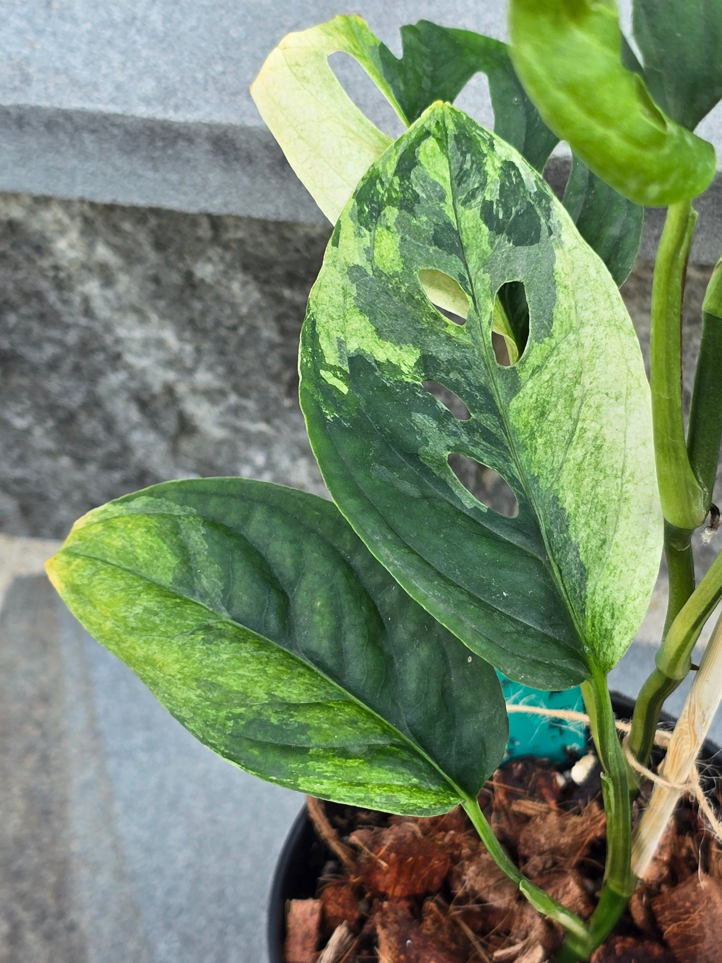 Monstera Acuminata Variegated