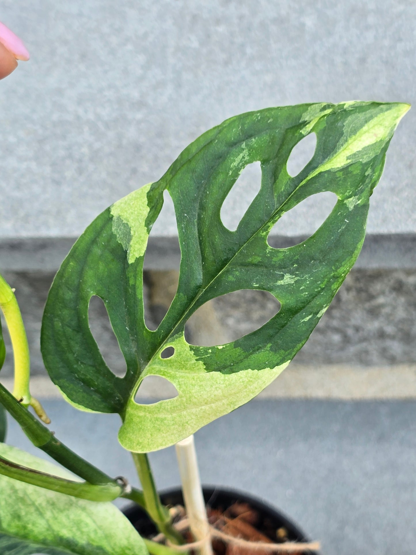 Monstera Acuminata Variegated