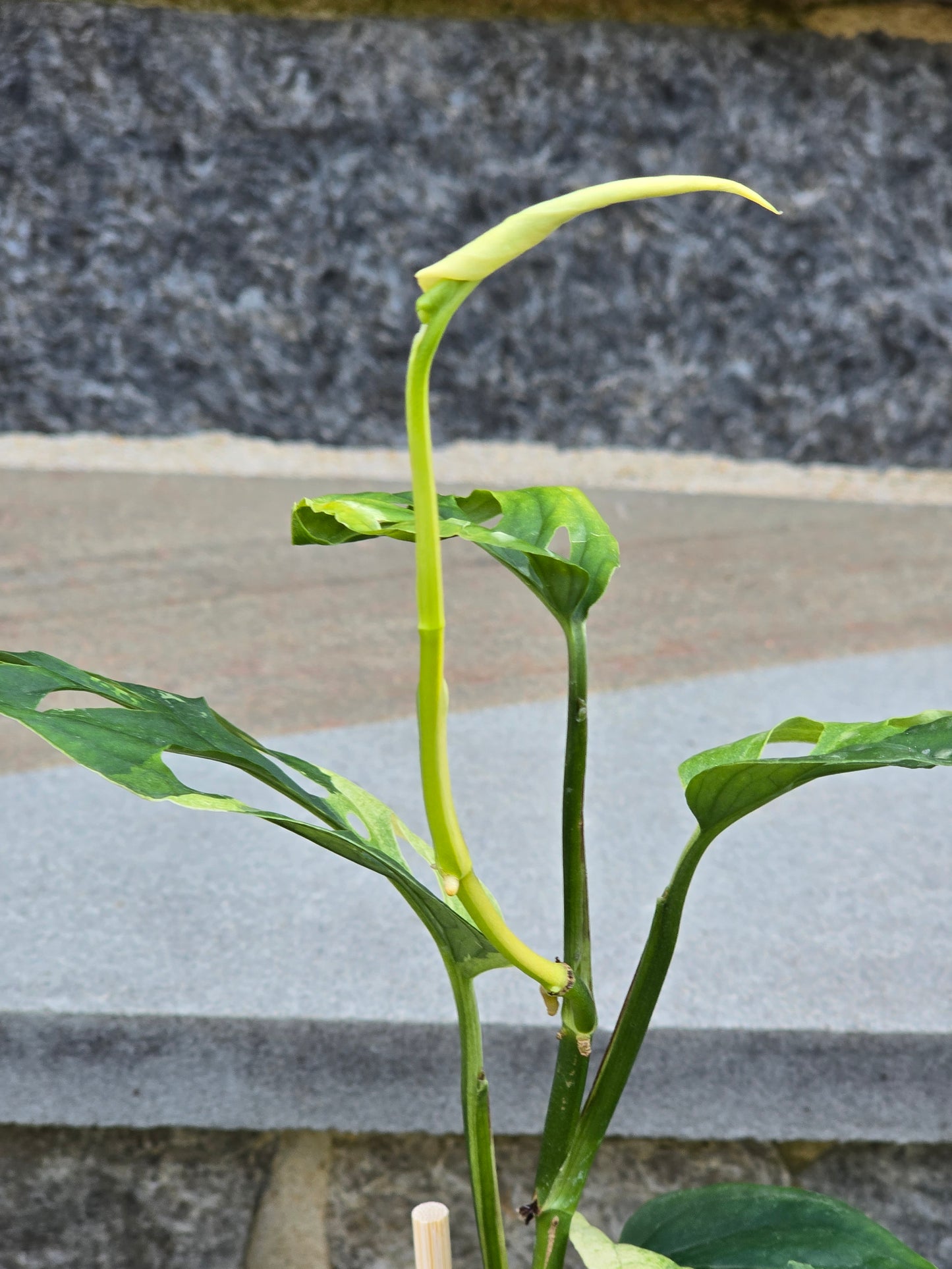 Monstera Acuminata Variegated