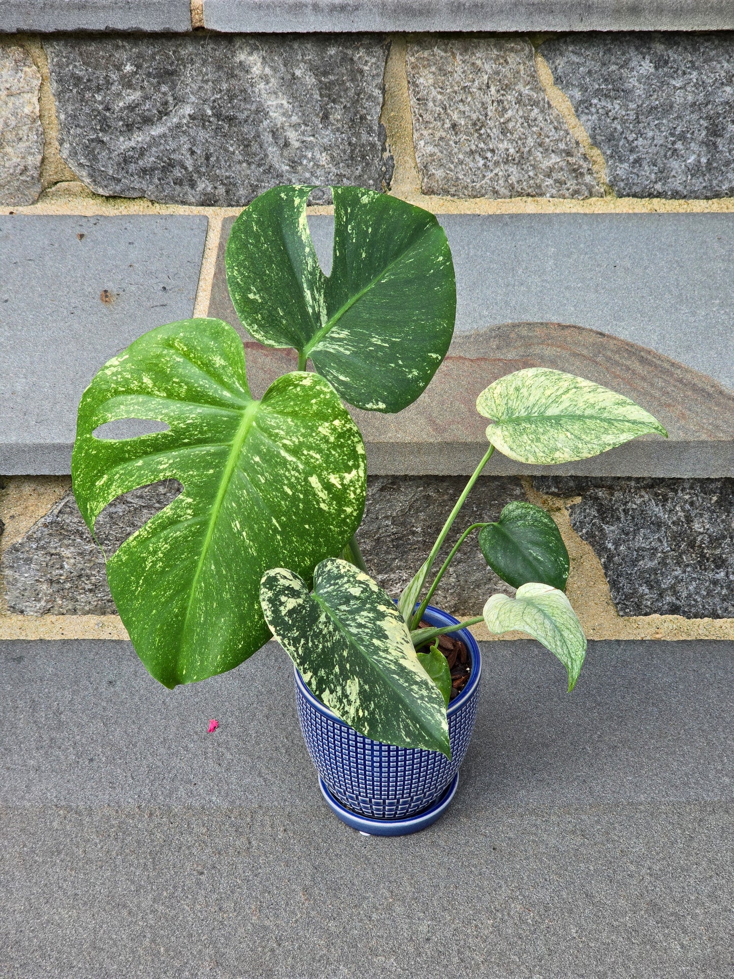 Monstera Mint