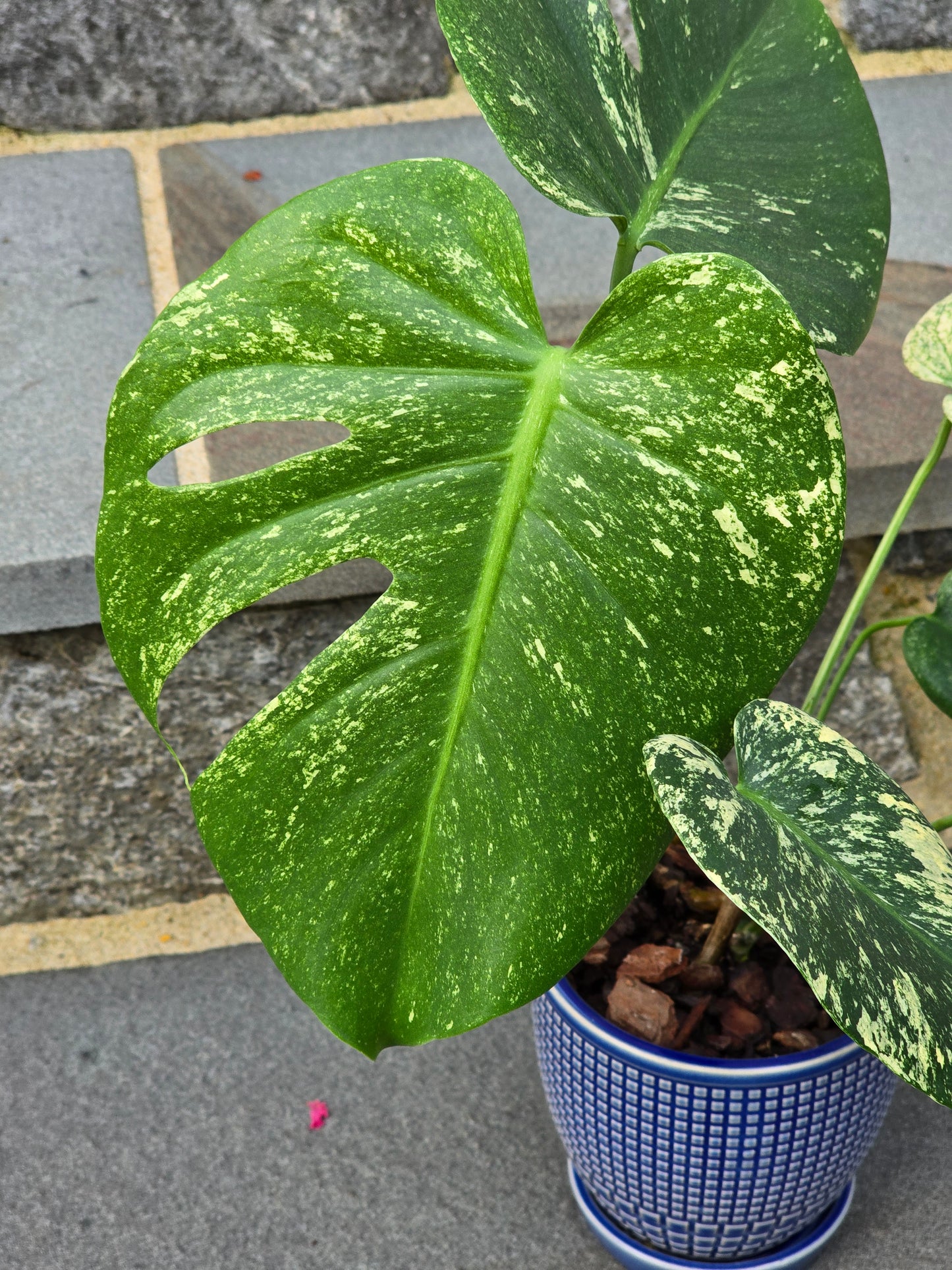 Monstera Mint