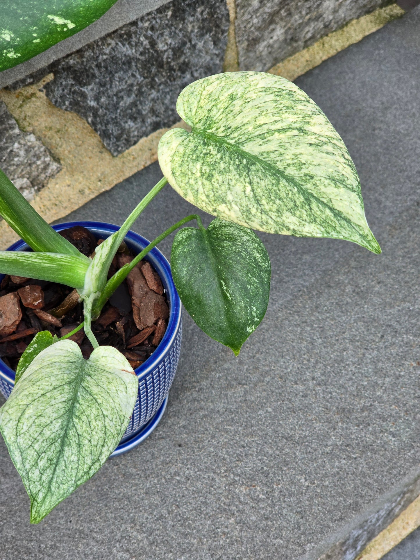 Monstera Mint