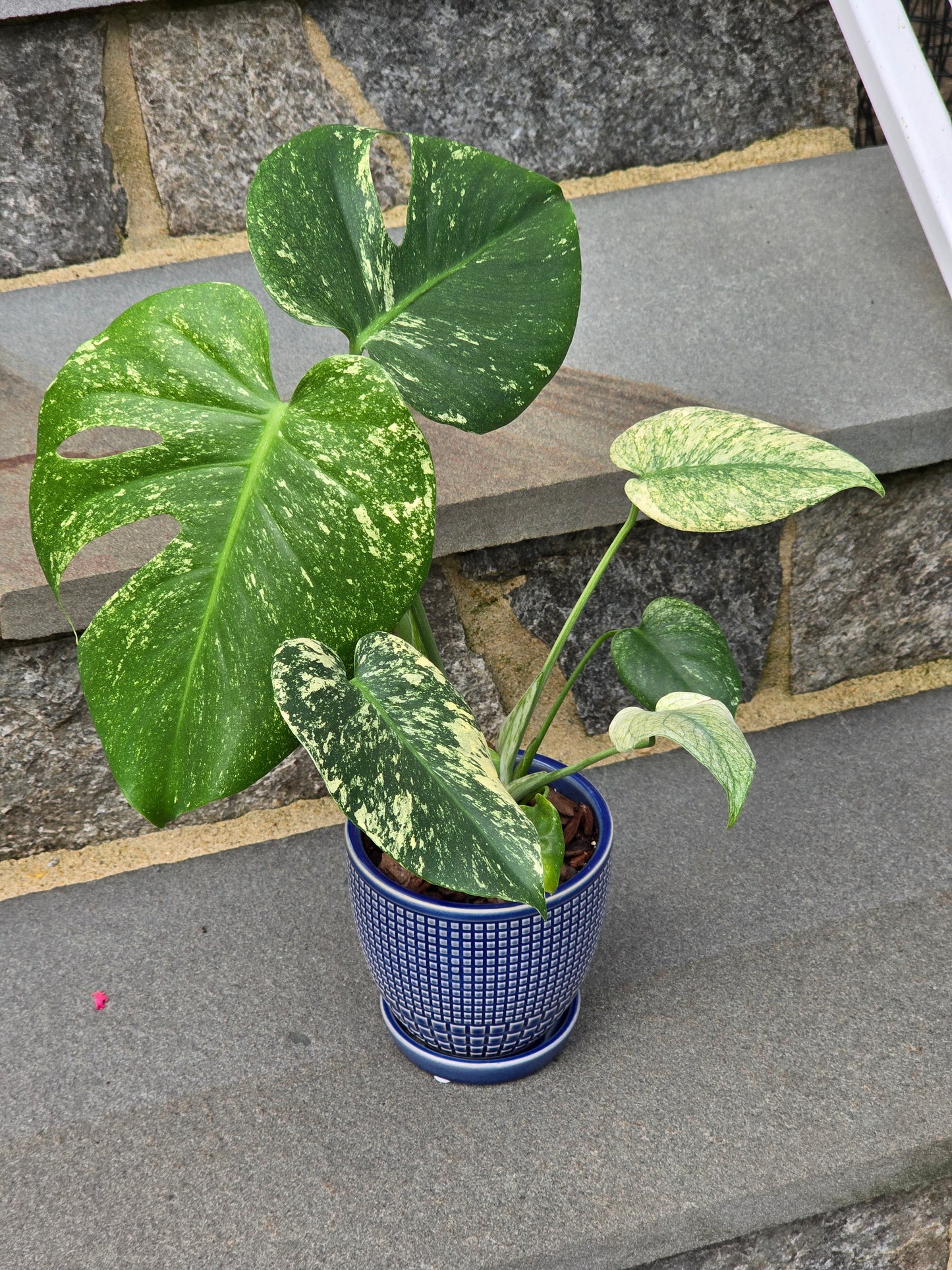 Monstera Mint