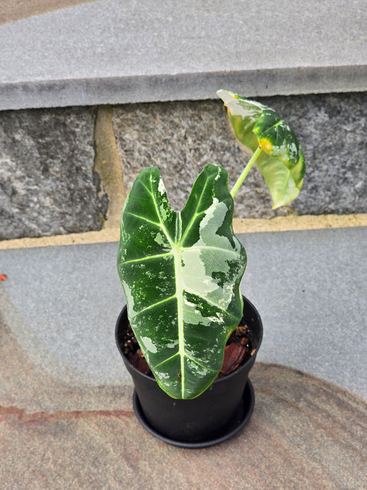 Alocasia Frydek Variegated