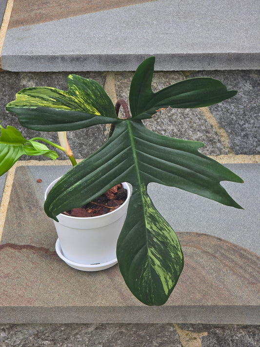 Philodendron Florida Beauty Variegated