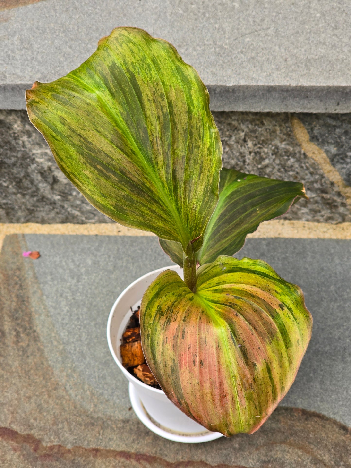 Kaempferia SP Variegated- 2 Leaves