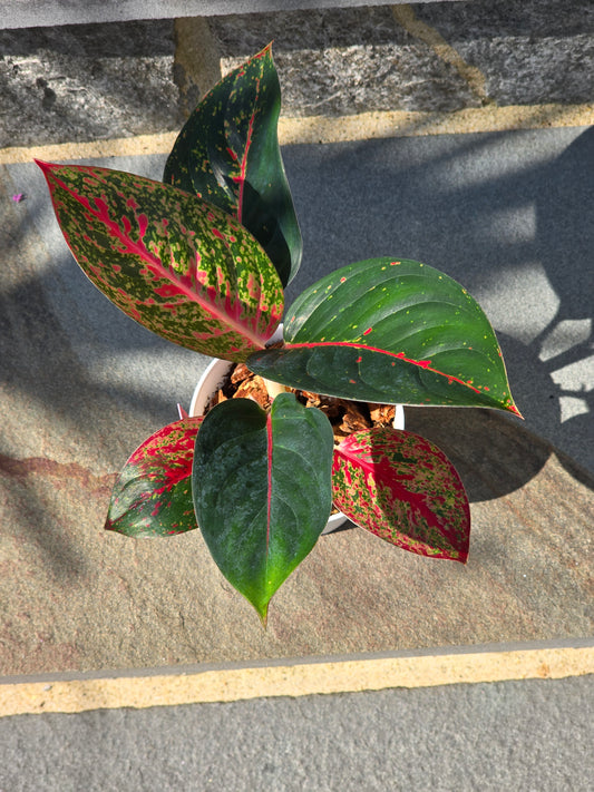 Aglaonema Red Thai Stardust