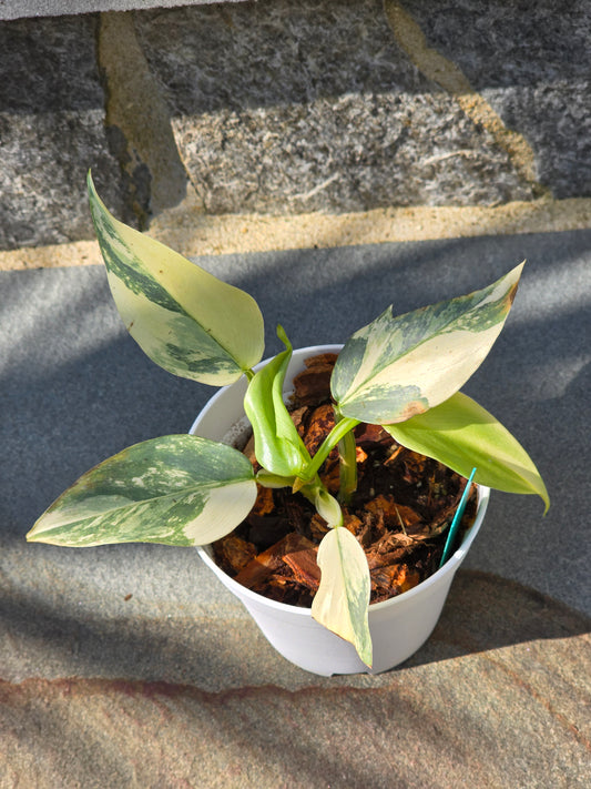 Philodendron Silver Sword Variegated