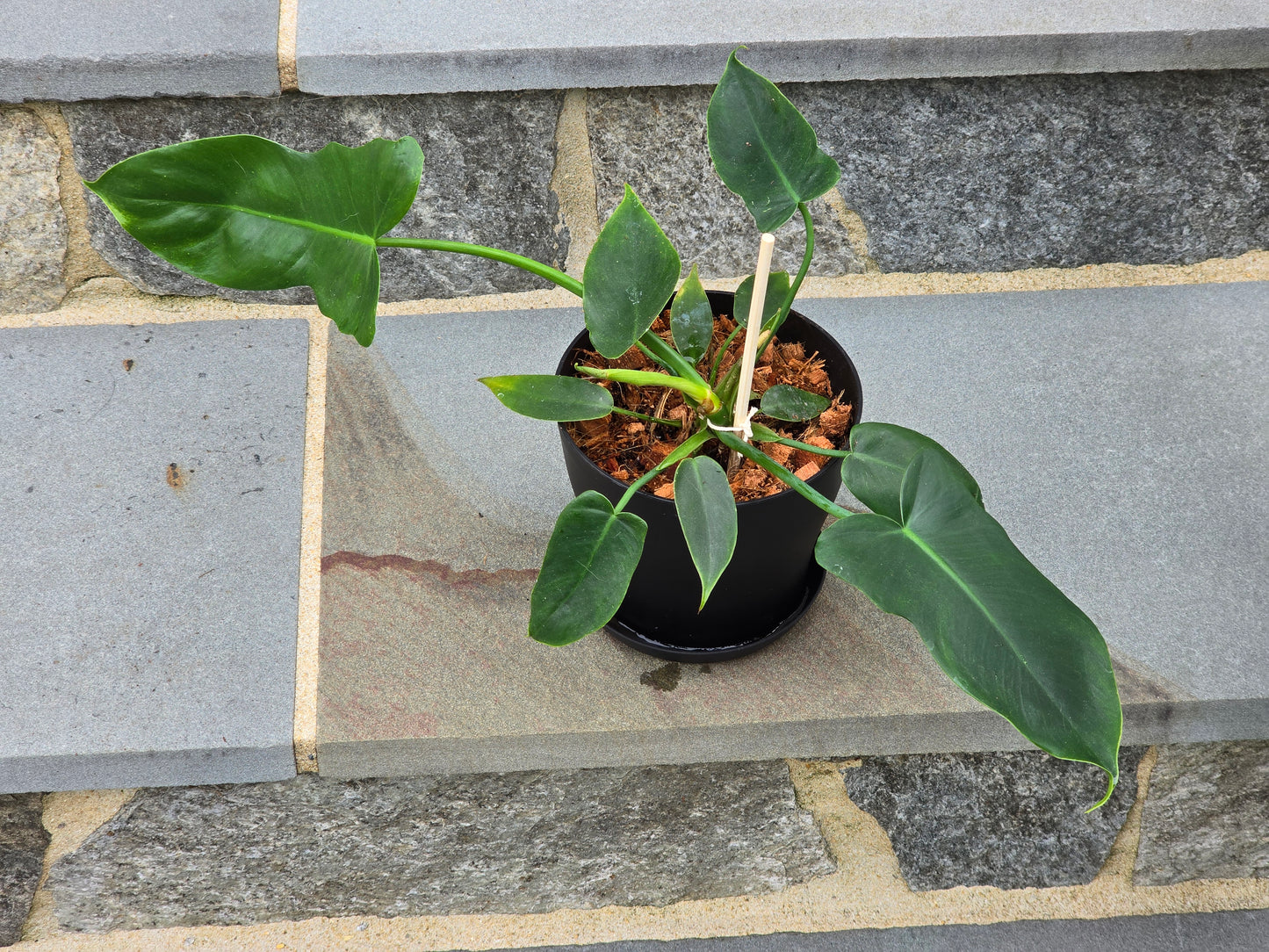 Philodendron Golden Dragon