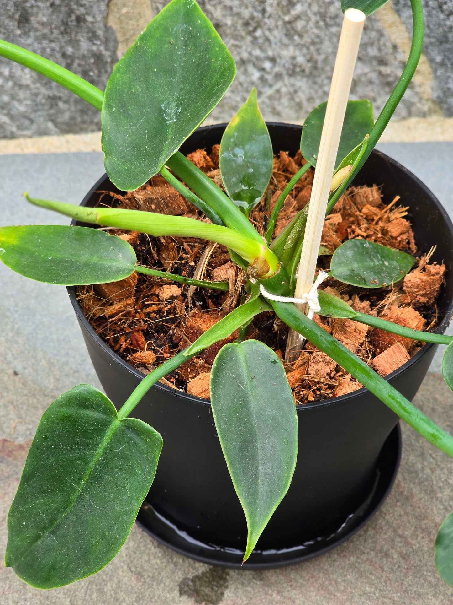 Philodendron Golden Dragon