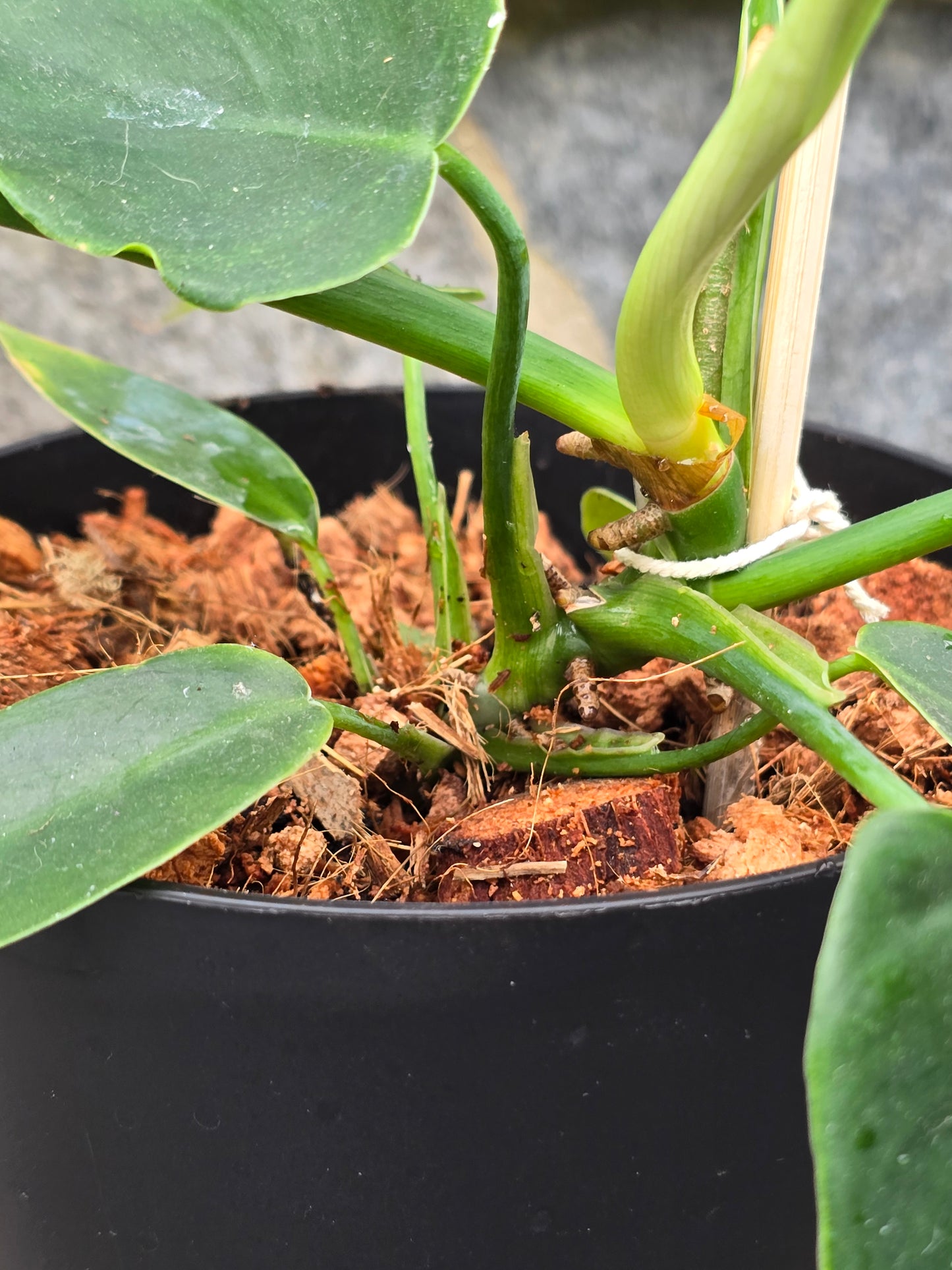 Philodendron Golden Dragon