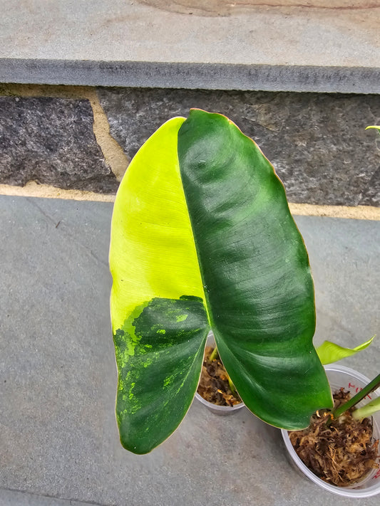 Epipremnum Pinnatum Sunburst/Philodendron Burle Marx Variegated Bundle B