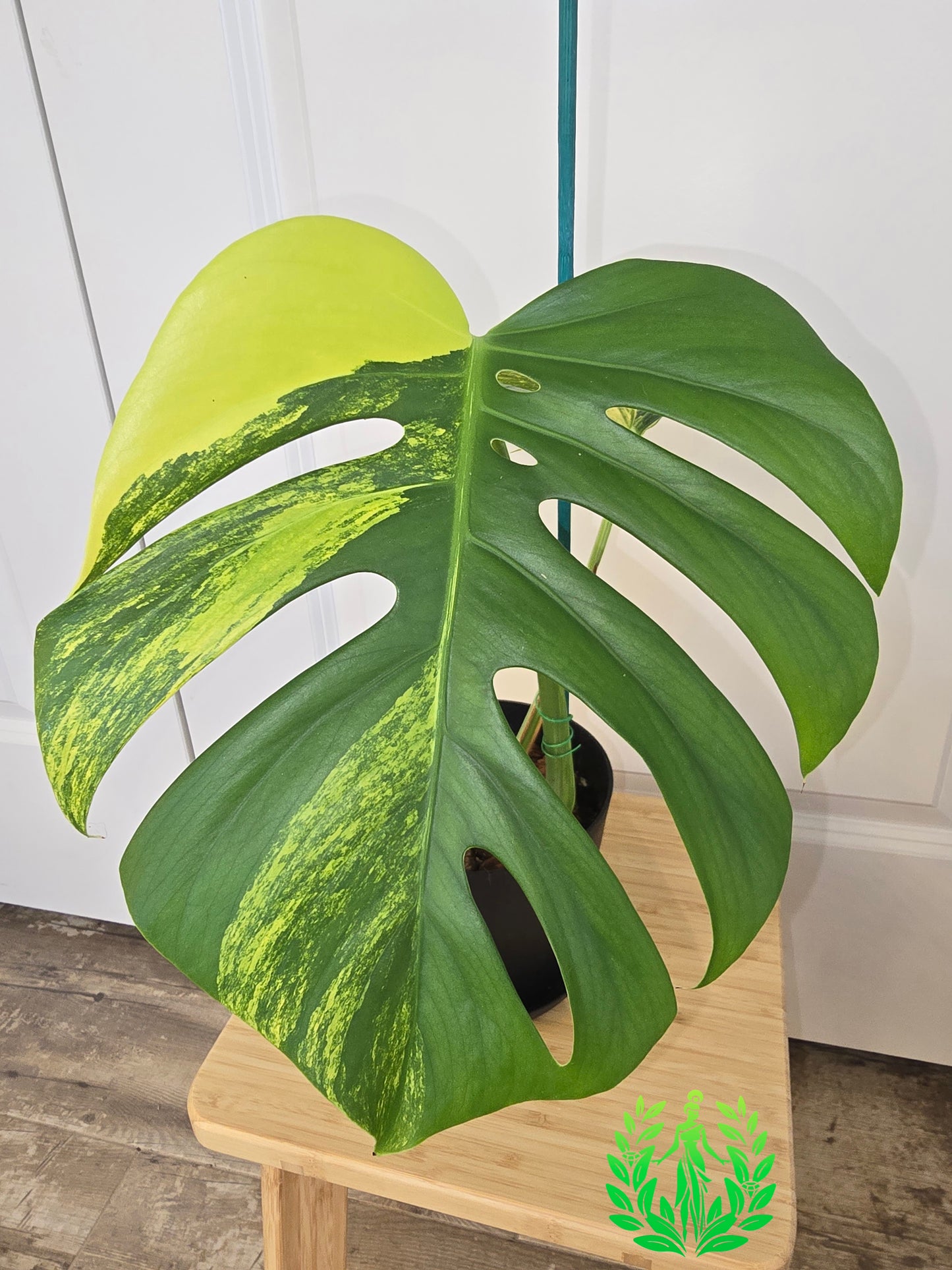 Monstera Aurea Variegated