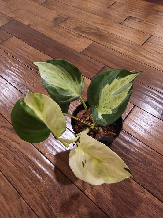 Harlequin Pothos