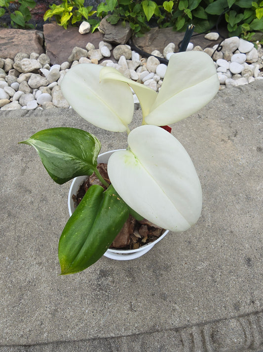 Scindapsus Treubii Moonlight Albo Variegated (Beautiful Thailand Import)